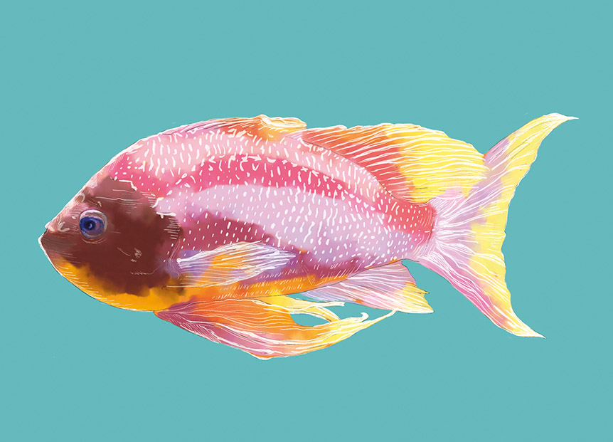 Postcard - m-illu - rosa Fish