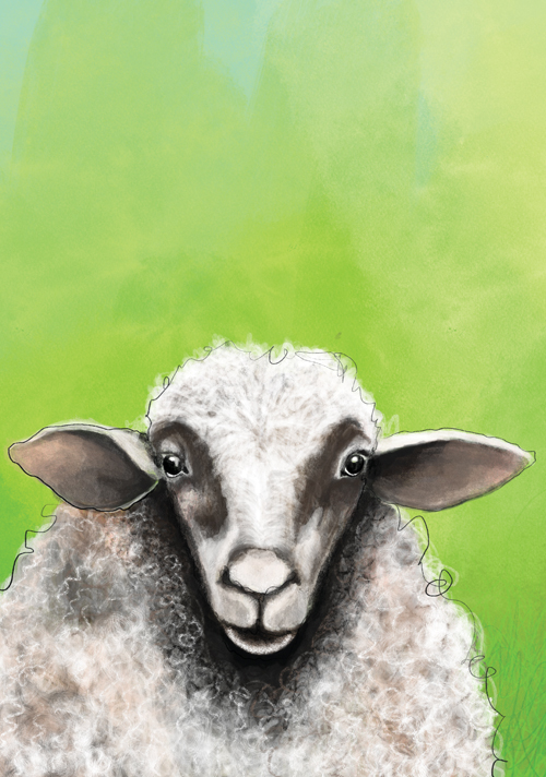 Postcard - Tabea Güttner - Sheep