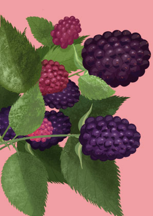 Postkarte - Toni Starck Vanilla - Blackberries