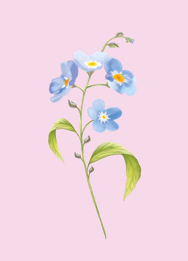 Postcard - m-illu - Forget-me-not