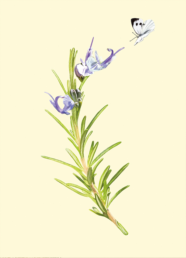 Postcard - m-illu - Rosemary