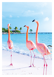 Postkarte - La Card - Flamingo