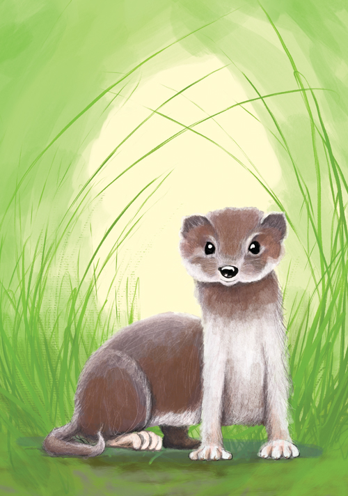 Postcard - Tabea Güttner - Weasel