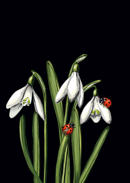 Postcard - illi - POKIONA