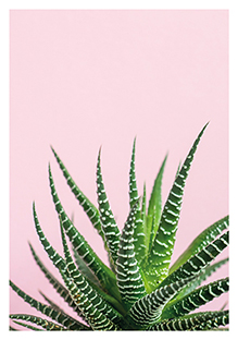 Postkarte - La Card - Aloe blush Postkarte - La Card - Aloe blush