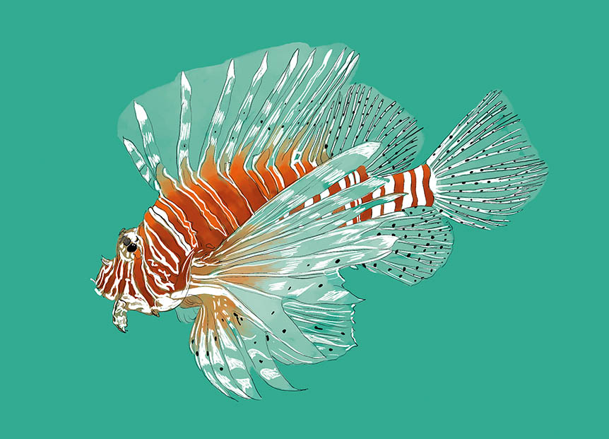 Postcard - m-illu - Skorpionfish Postcard - m-illu - Skorpionfish