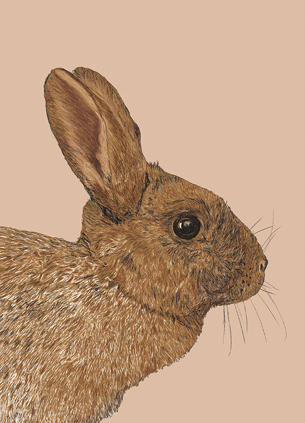 Postcard - m-illu - Hare