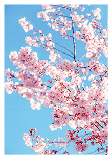 Postkarte - La Card - Cherry flower Postkarte - La Card - Cherry flower