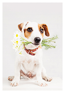 Postkarte - La Card - Dog with flowers Postkarte - La Card - Dog with flowers