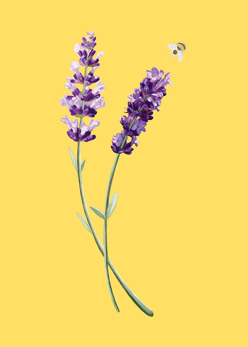 Postcard - m-illu - Save the bees Lavendel