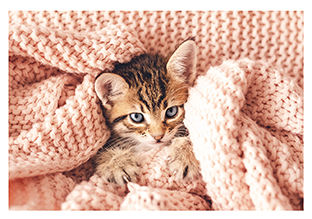 Postkarte - La Card - Kitten with blanket