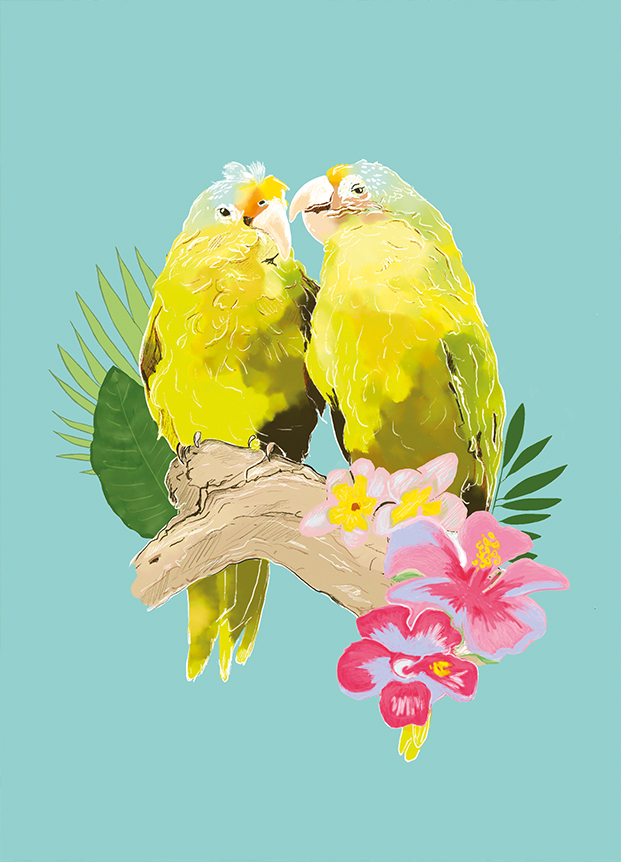 Postcard - m-illu - Parrots