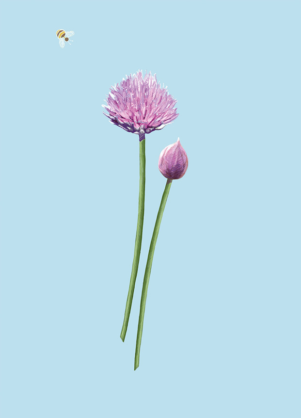 Postcard - m-illu - Chives Postcard - m-illu - Chives