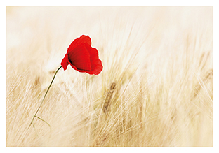 Postkarte - La Card - Poppy
