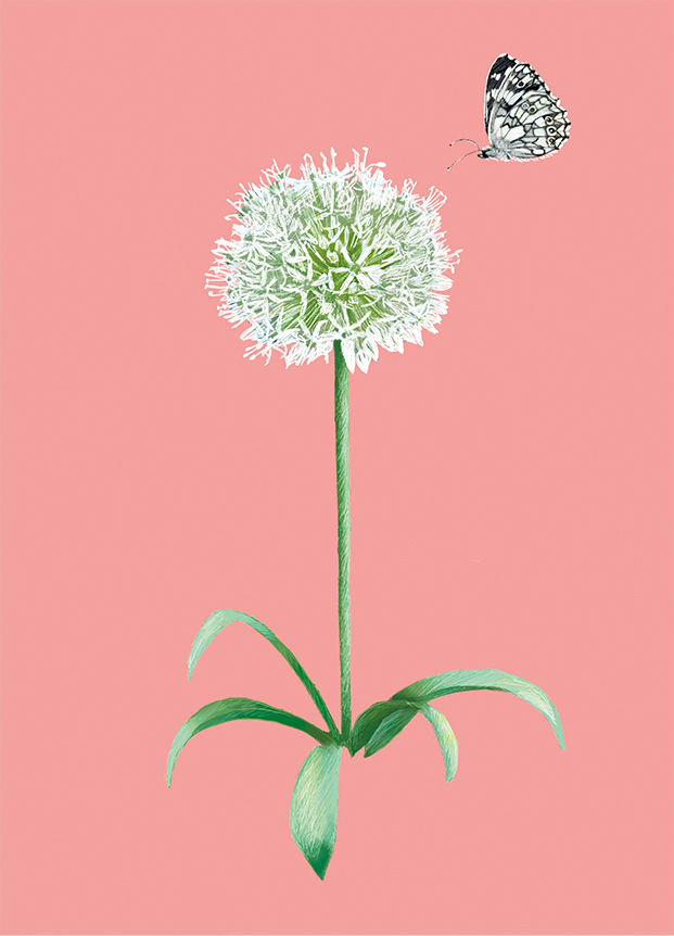 Postcard - m-illu - Ornamental onion