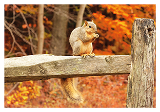 Postkarte - La Card - Squirrel