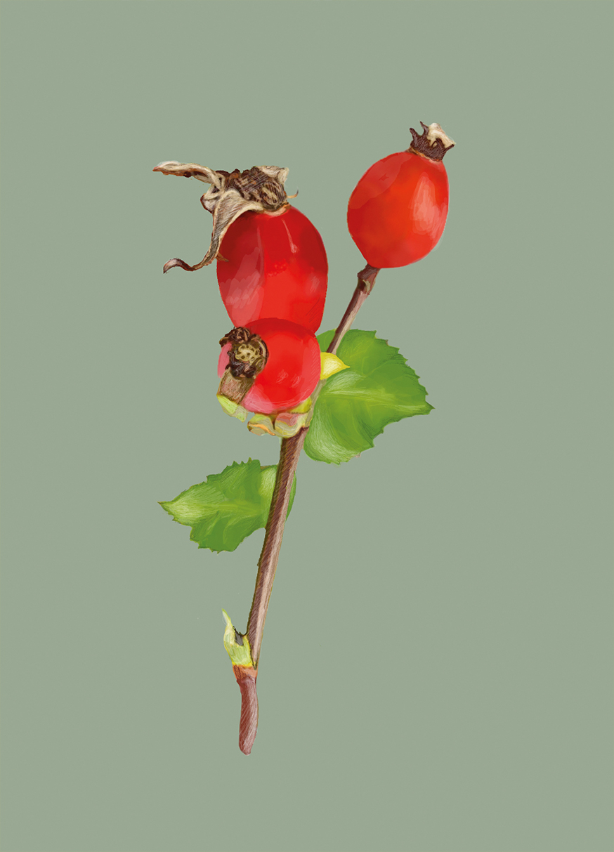 Postcard - m-illu - Rose hip Postcard - m-illu - Rose hip