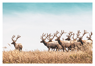 Postkarte - La Card - Leader deer Postkarte - La Card - Leader deer