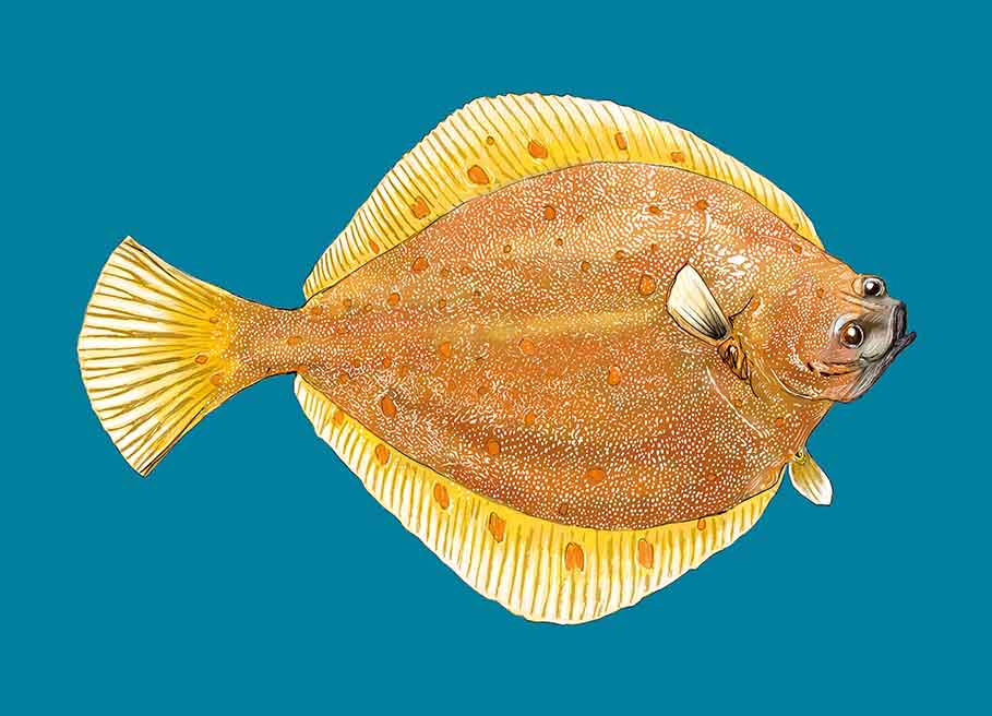 Postkarte - m-illu - Scholle Fisch Postkarte - m-illu - Scholle Fisch