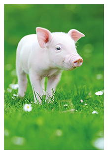 Postkarte - La Card - Piglet Postkarte - La Card - Piglet