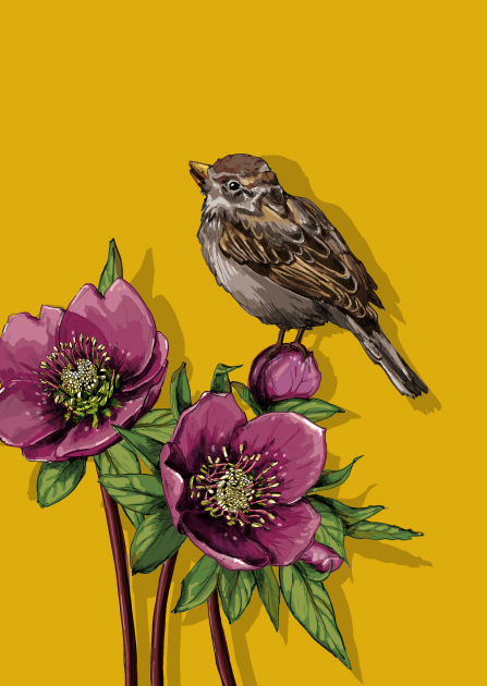 Postcard - illi - KAMI