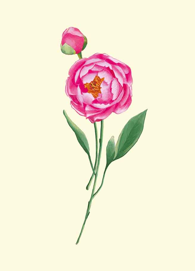 *PK - m-illu - Pfingstrose