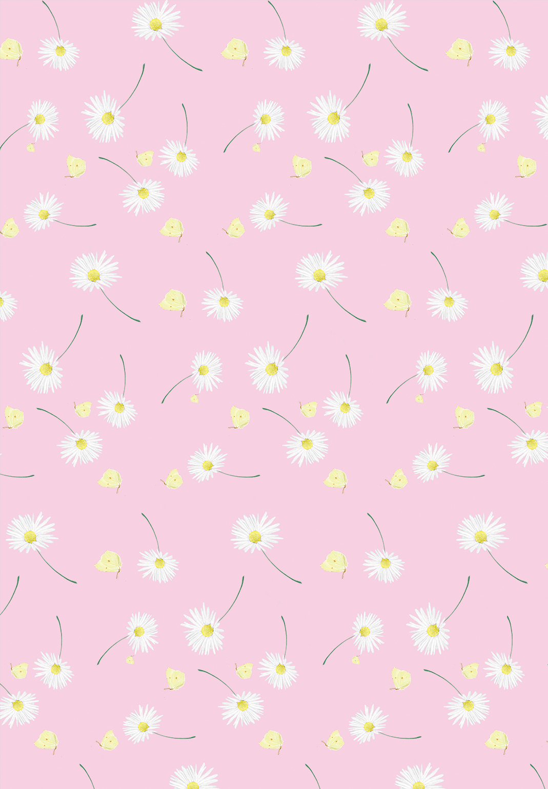 Geschenkpapier - m-illu - Rosa Gänseblümchen Geschenkpapier - m-illu - Rosa Gänseblümchen