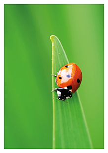 Postkarte - La Card - Ladybug
