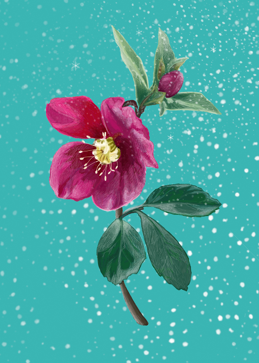 Postkarte - m-illu Christmas rose blue