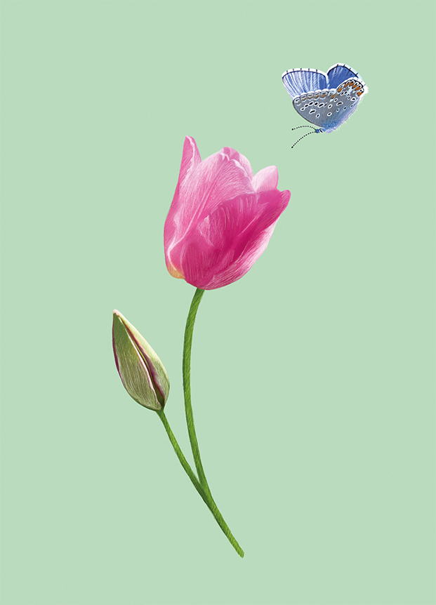 Postcard - m-illu - Tulip