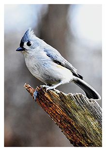 Postkarte - La Card - Bird