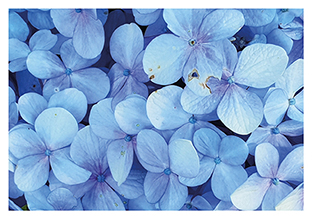 Postkarte - La Card - Hydrangea