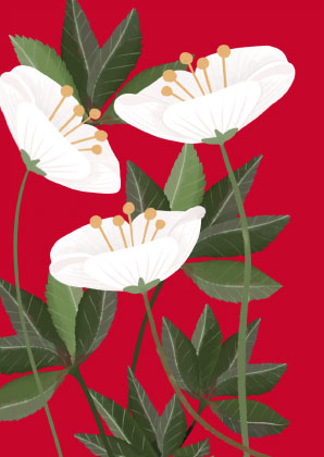 Postkarte - Toni Starck Vanilla - White Flower