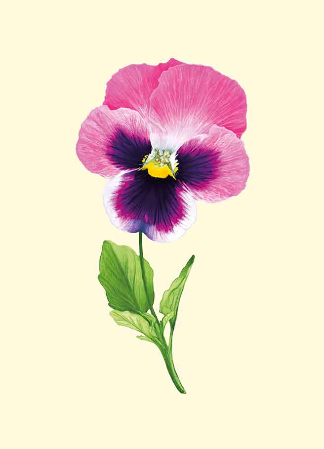 Postcard - m-illu - Horned violets