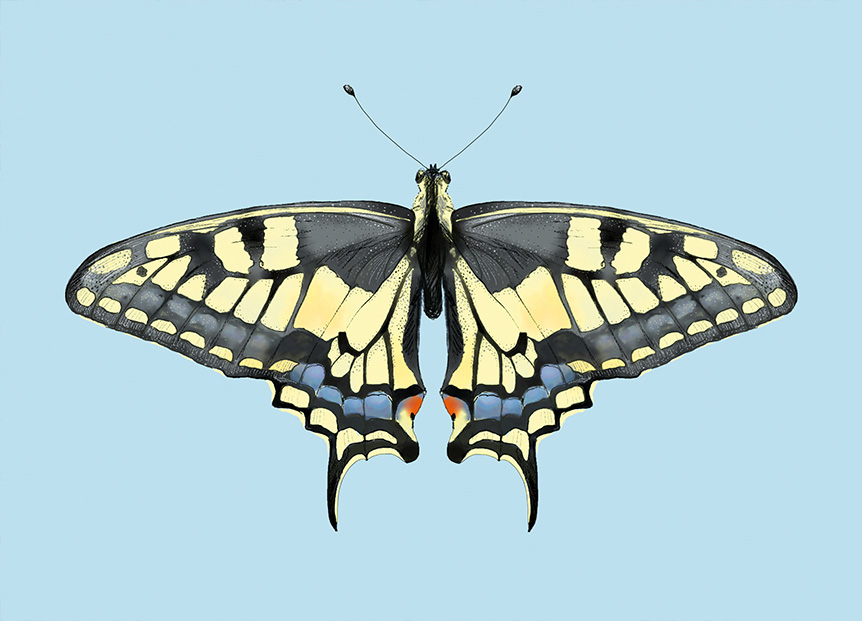 Postcard - m-illu - Butterfly