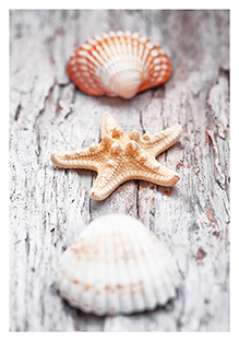 Postkarte - La Card - Shells