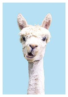 Postkarte - La Card - Lama Postkarte - La Card - Lama
