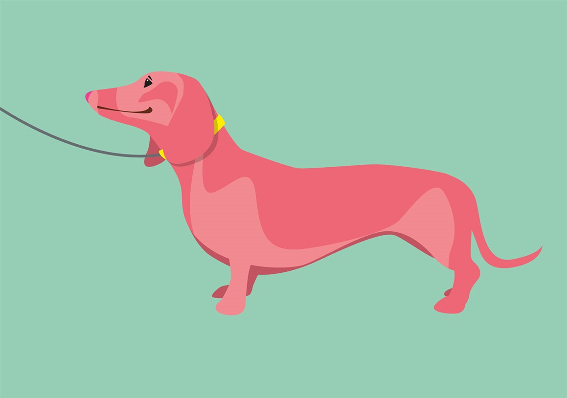 Postcard - luminous - Dachshund