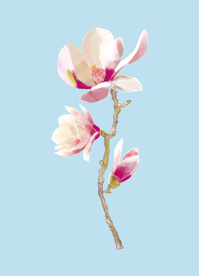 *PK - m-illu - Magnolie *PK - m-illu - Magnolie