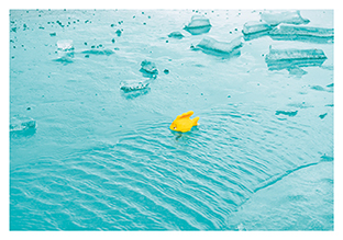 Postkarte - La Card - Icefish Postkarte - La Card - Icefish