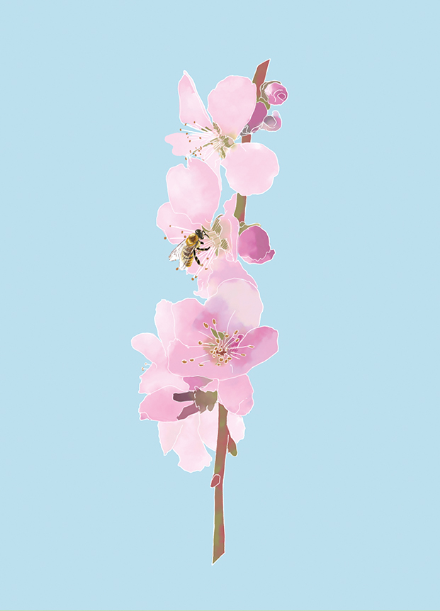 Postcard - m-illu - Almond blossom