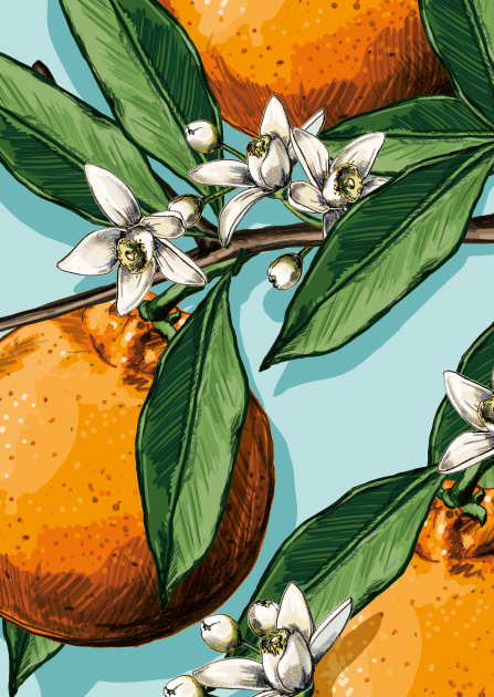 Postcard - illi - ONARA