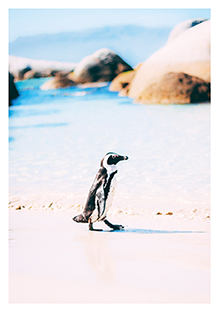Postkarte - La Card - Penguin