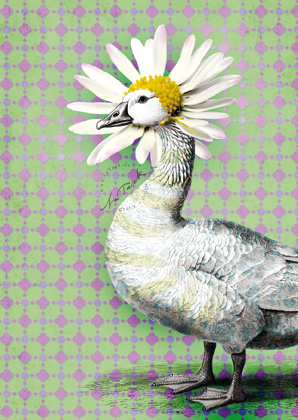 Postcard - La Tack - Daisy
