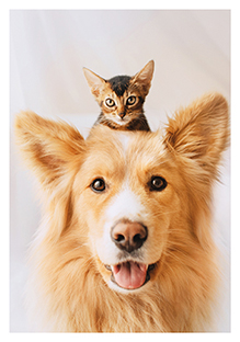 Postkarte - La Card - Cat and dog