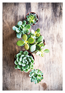 Postkarte - La Card - Mini succulents