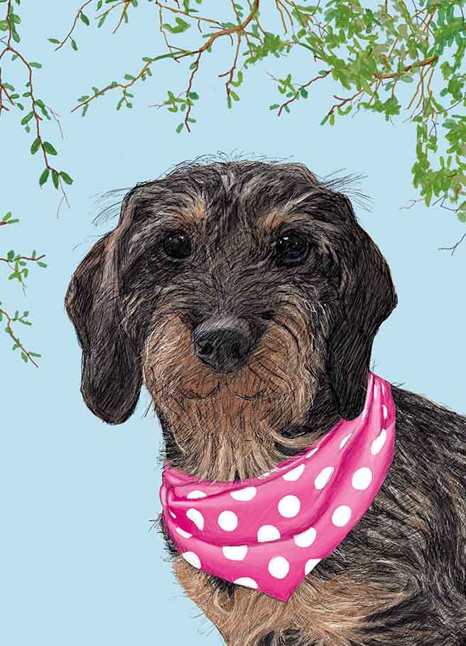 Postcard - m-illu - Dachshund with scarf