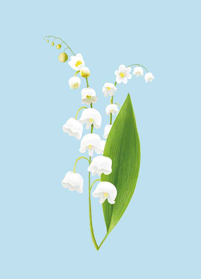 Postcard - m-illu - Lily of the valley