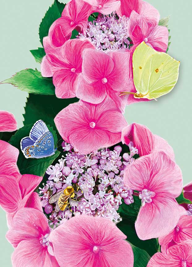 Postcard - m-illu - Hydrangea pink