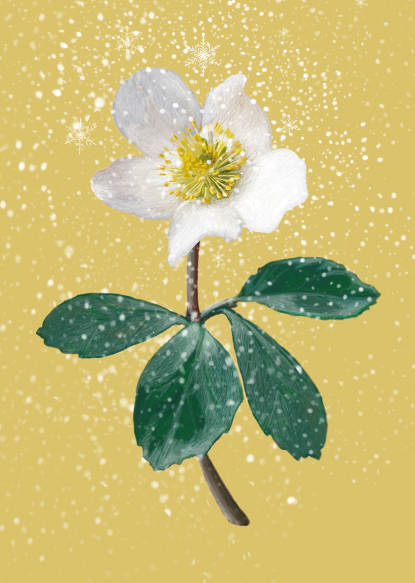 Postkarte - m-illu Christmas rose yellow